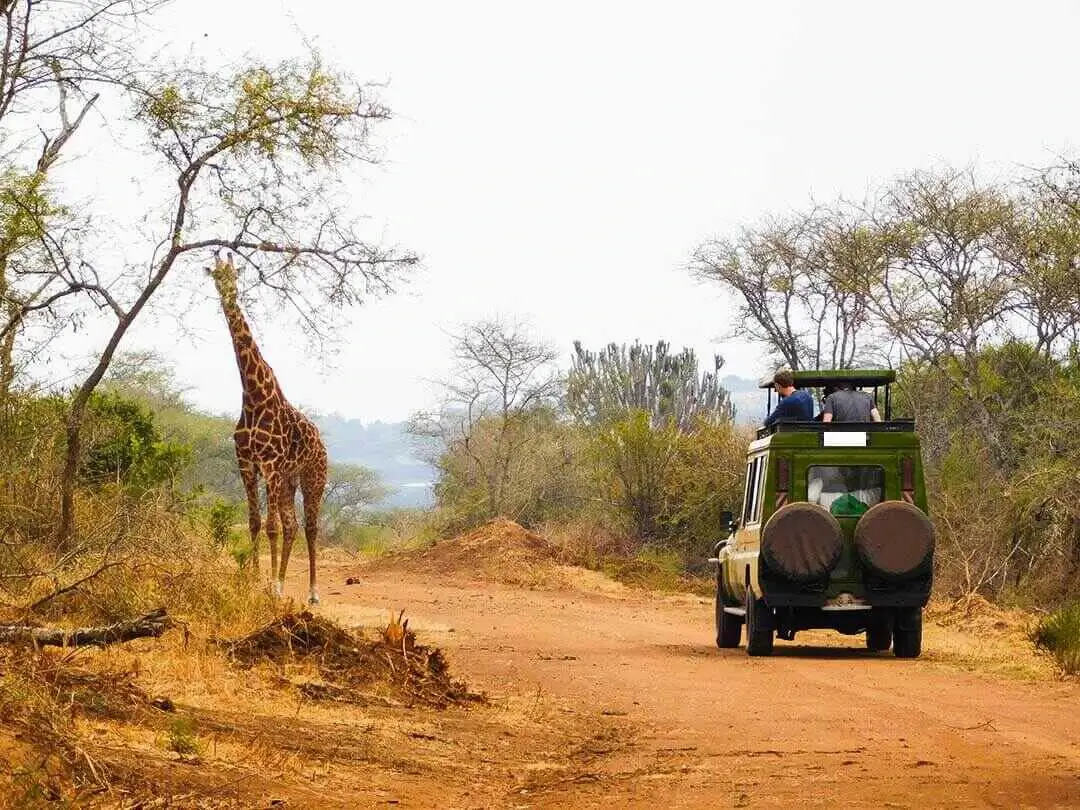 safari drive rwanda